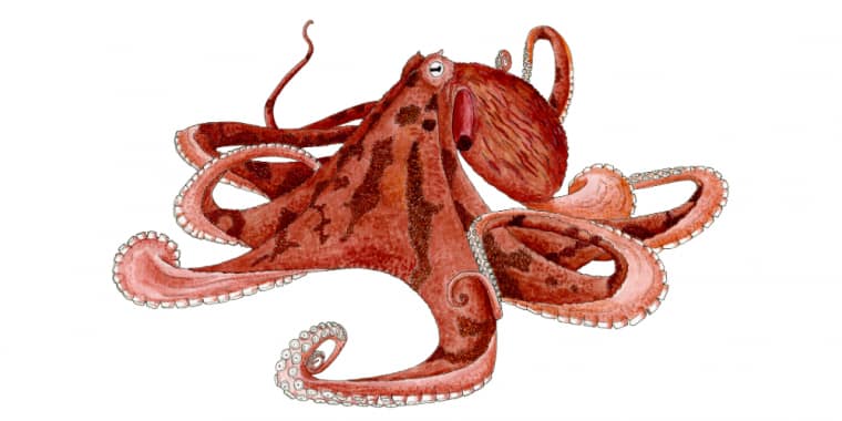 Workshop «Vem ser biólogo por um dia, desvendando o mundo do polvo»