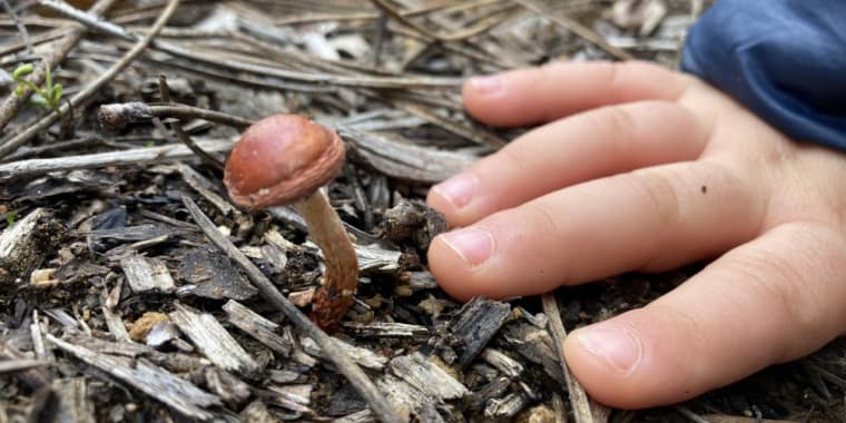 Celebração do Dia da Floresta Autóctone
