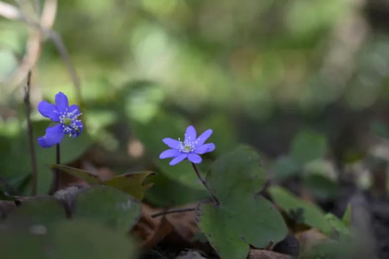Floraisons d’hiver dans les Rocailles