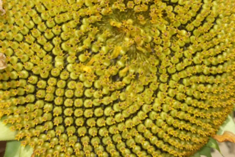 Quand les plantes font de la géométrie – Spirales et symétries