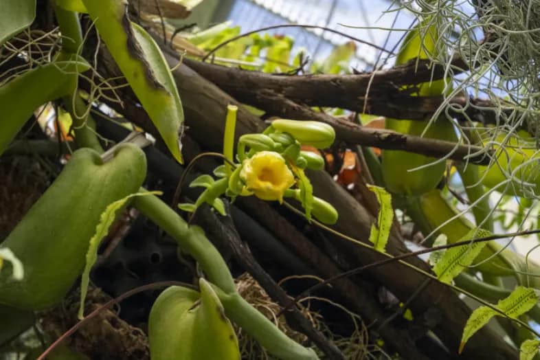Voyage au pays des épices