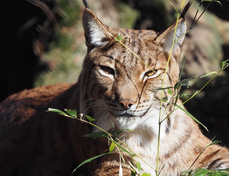 14e édition Fête de la Nature – Découvrez la faune du Bioparc Genève!