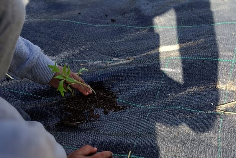 Agricultura Biológica – Cuidar da horta e do pomar!