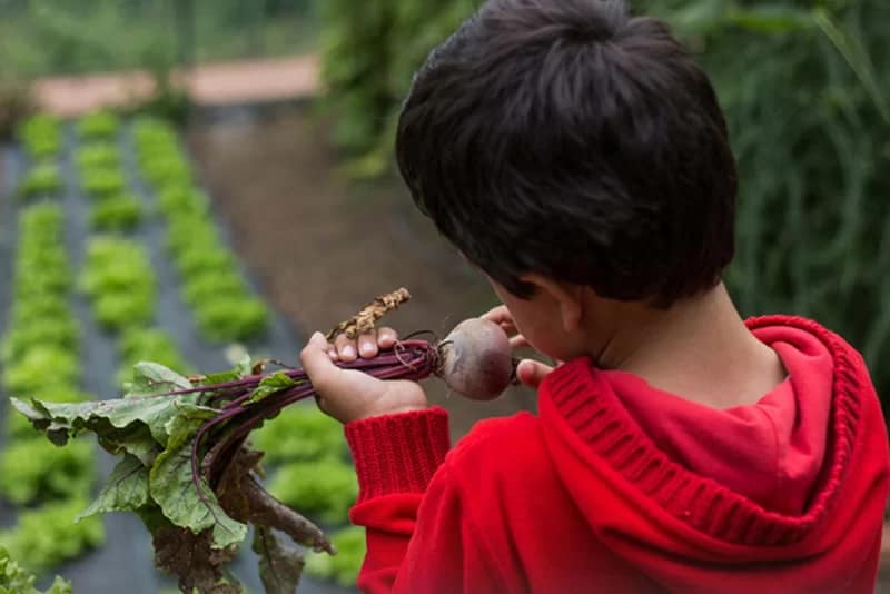 Com frutas e legumes – E hoje, que fruta temos?