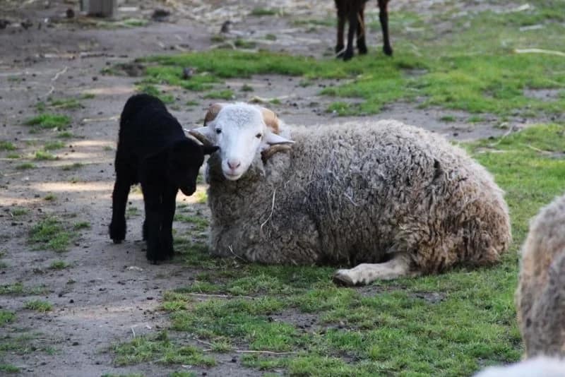 À descoberta da ovelha – Ovelhas felizes... lã bem cuidada!