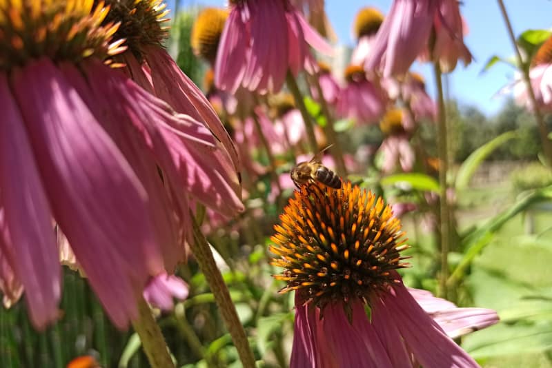O Mundo dos Insetos – Os super-heróis da natureza