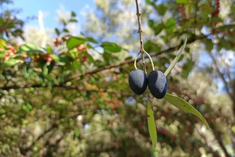 Olivaria – A árvore do azeite