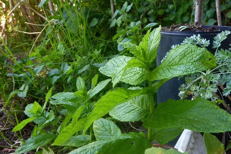 Plantas para o chá – Escolher sem ver!