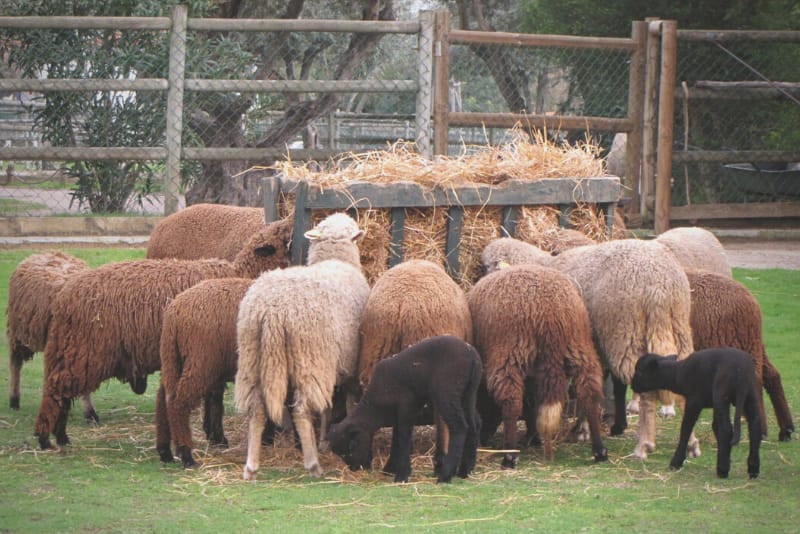 Semana do Animal – O que temos para hoje? Feno, palha, erva...