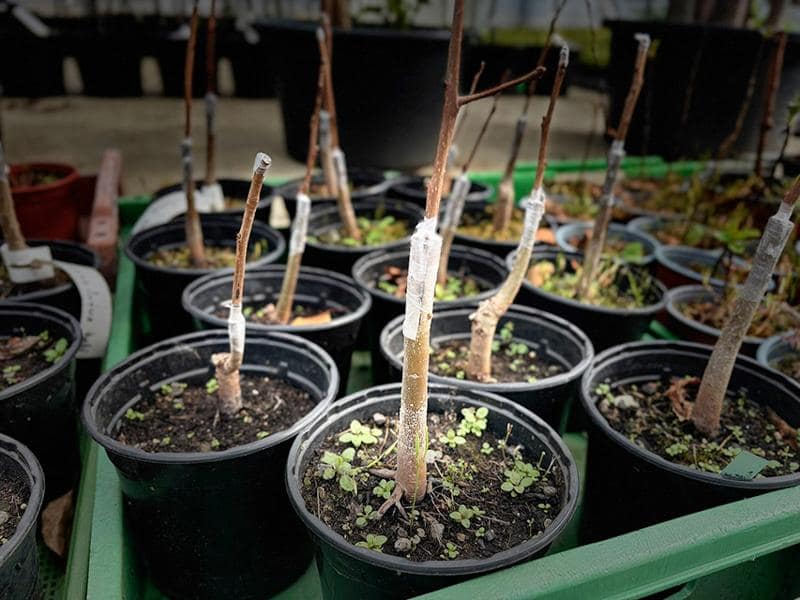 Atelier parent-enfant «Le greffage d’arbre fruitier»