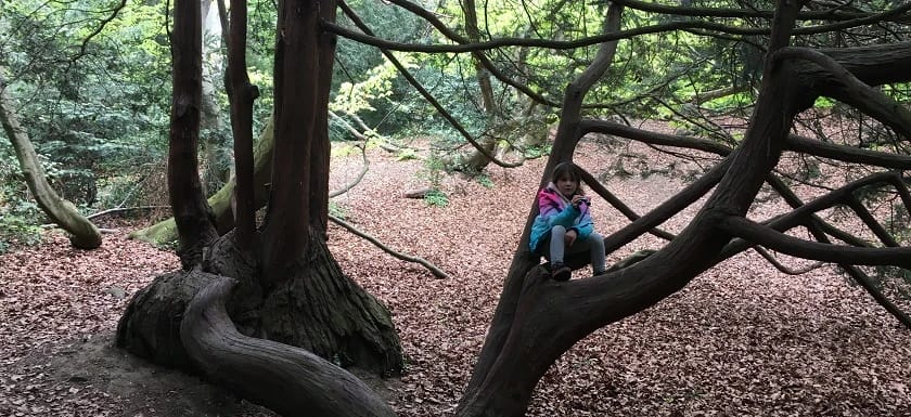 À la découverte des grands arbres – Sortie Panda Club Genève