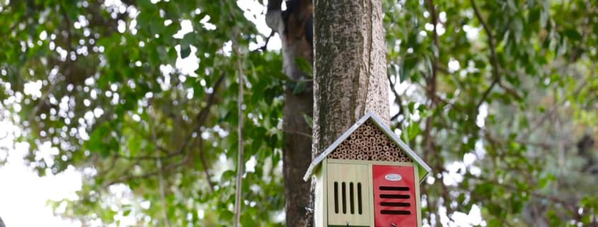Workshop constrĂłi o teu Hotel de Insetos