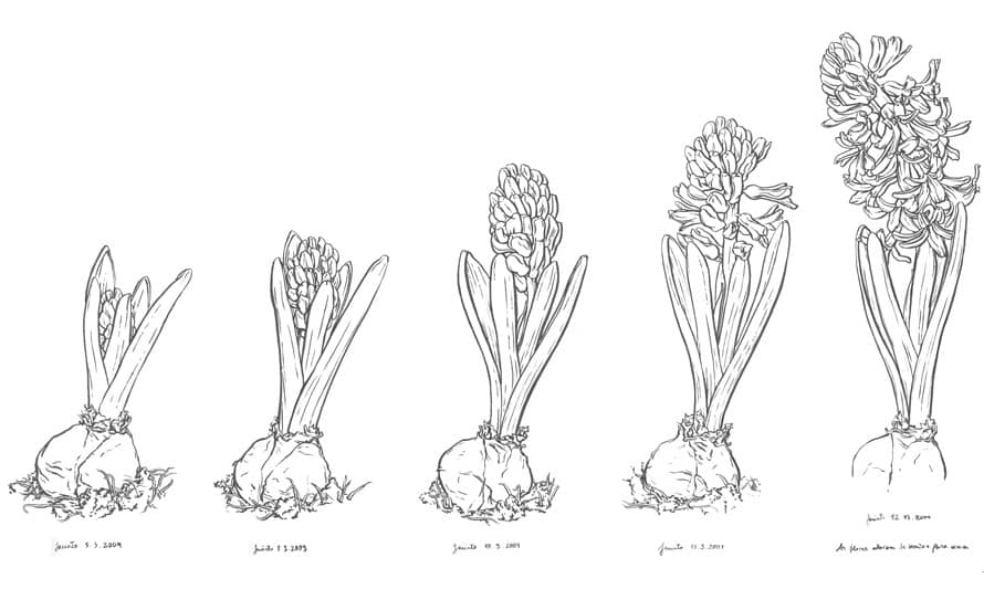 A história de uma planta em Banda Desenhada – Oficina para famílias