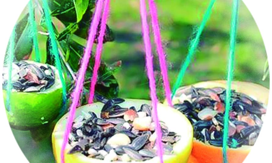 Comedouros para aves