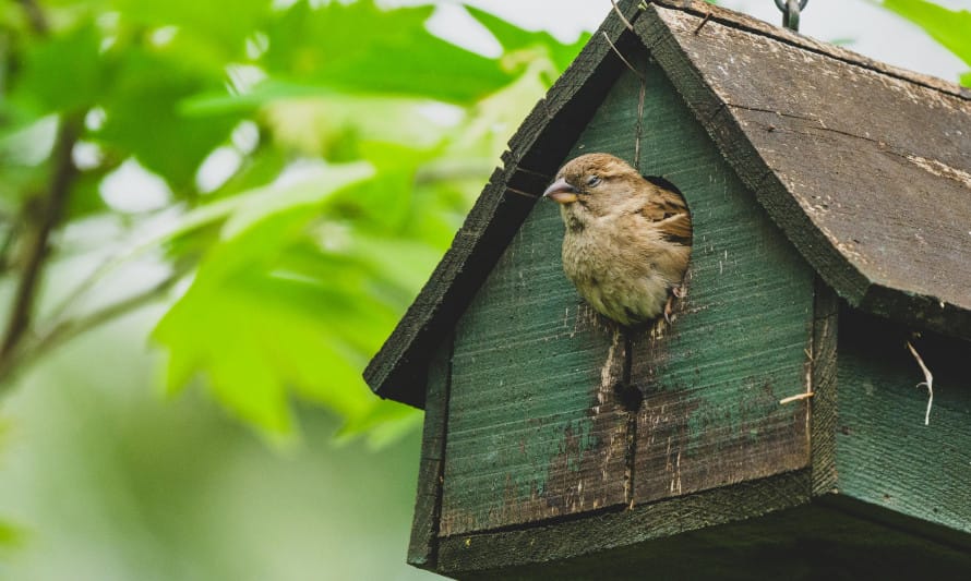 De tal ninho, tal passarinho