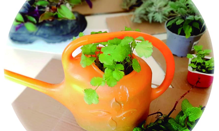 Horta em Casa