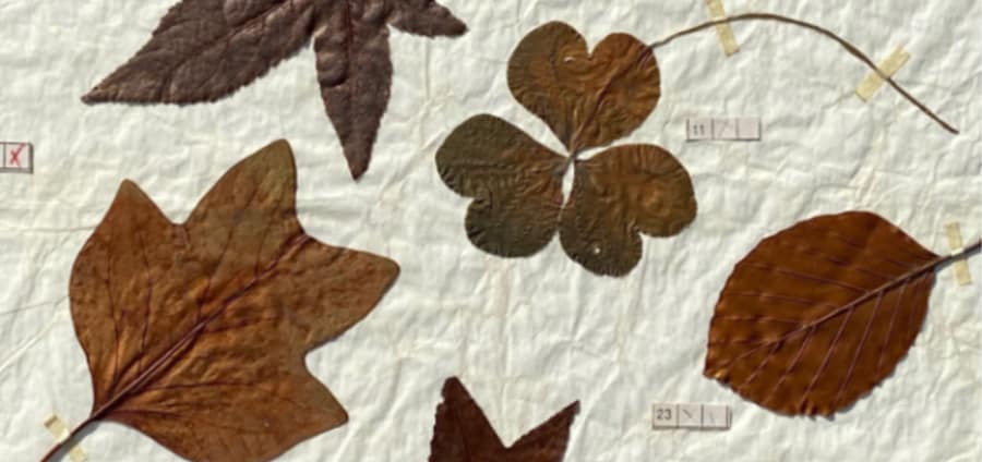 Aprender a guardar o outono – Oficina para famĂlias