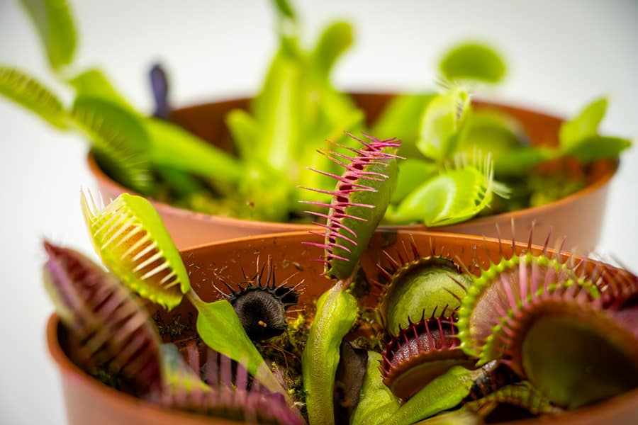 CarnĂvoras no LaboratĂłrio