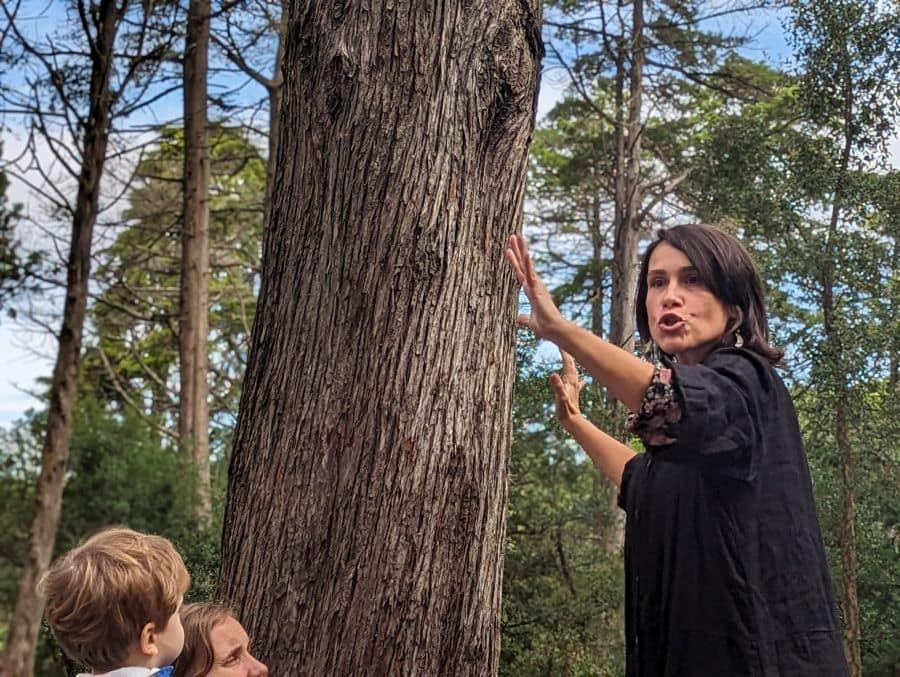 Histórias que as árvores contam – Celebrar a Liberdade