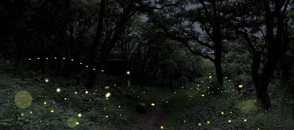 Nos Trilhos dos Pirilampos da Mata de Belas