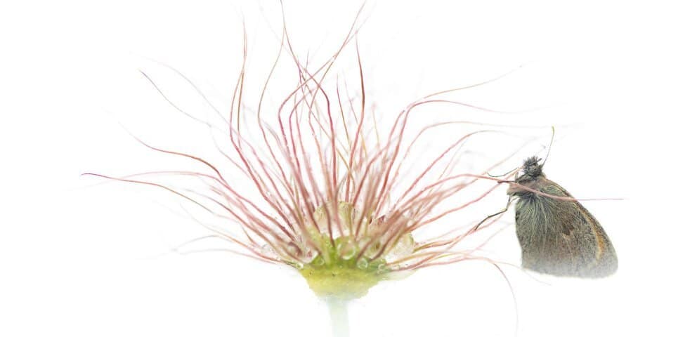 Atelier découverte des oiseaux à l'aquarelle pour les enfants